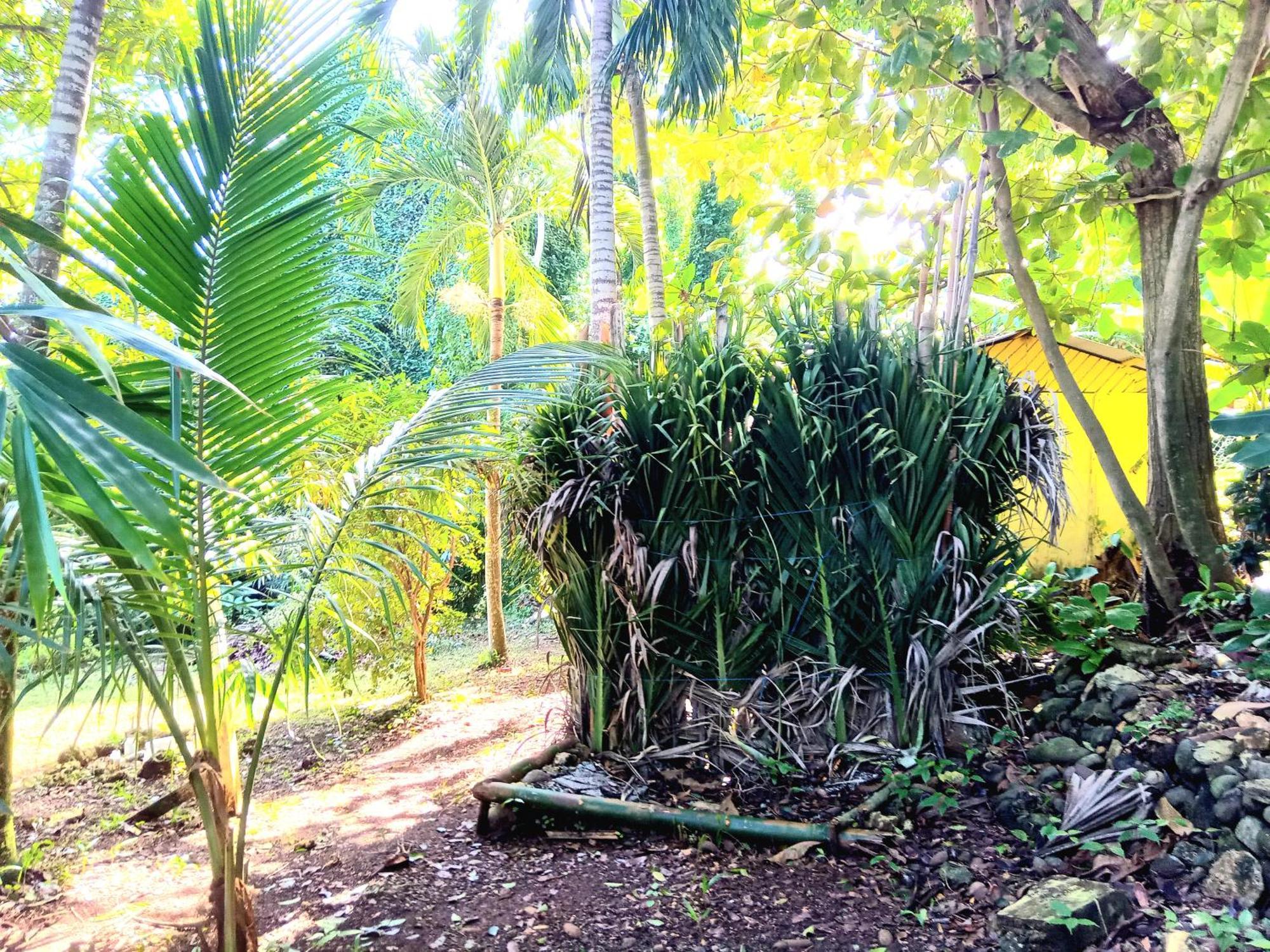 פורט אנטוניו La Familia Guest House And Natural Farm מראה חיצוני תמונה